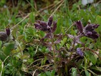 Bartsia alpina 1, Saxifraga-Willem van Kruijsbergen