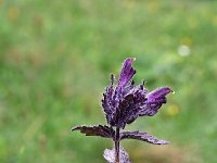 Bartsia alpina 10, Saxifraga-Jeroen Willemsen