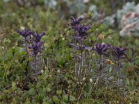 Bartsia alpina 12, Saxifraga-Peter Stein