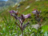 Bartsia alpina 14, Saxifraga-Ed Stikvoort