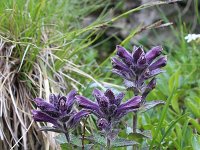 Bartsia alpina 15, Saxifraga-Jeroen Willemsen