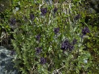 Bartsia alpina 2, Saxifraga-Willem van Kruijsbergen