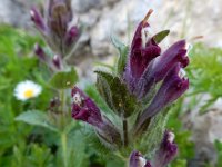 Bartsia alpina 20, Saxifraga-Ed Stikvoort