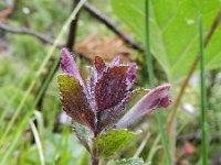 Bartsia alpina 22, Saxifraga-Rutger Barendse