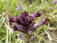 Bartsia alpina 23, Saxifraga-Rutger Barendse