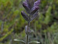 Bartsia alpina 3, Saxifraga-Willem van Kruijsbergen