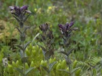 Bartsia alpina 4, Saxifraga-Willem van Kruijsbergen