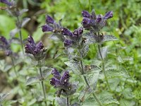 Bartsia alpina 6, Saxifraga-Willem van Kruijsbergen