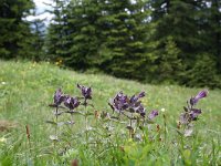 Bartsia alpina 9, Saxifraga-Jeroen Willemsen