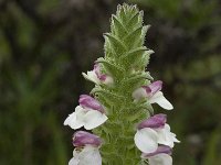 Bellardia trixago 20, Saxifraga-Willem van Kruijsbergen