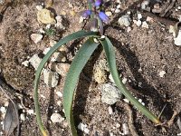 Bellevalia hackelii 18, Saxifraga-Sonja Bouwman  Bellevalia hackelii - Asparagaceae familie