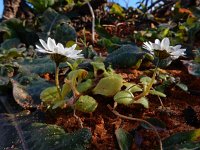 Bellis annua 27, Saxifraga-Ed Stikvoort