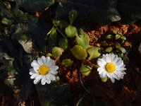 Bellis annua 28, Saxifraga-Ed Stikvoort