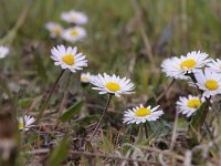 Bellis perennis 34, Madeliefje, Saxifraga-Luuk Vermeer