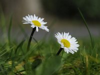 Bellis perennis 35, Madeliefje, Saxifraga-Luuk Vermeer