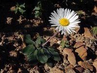 Bellis sylvestris 21, Saxifraga-Ed Stikvoort