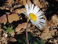 Bellis sylvestris 22, Saxifraga-Ed Stikvoort