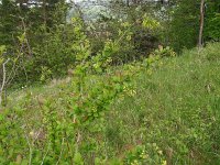 Berberis vulgaris 16, Zuurbes, Saxifraga-Hans Hogenhuis