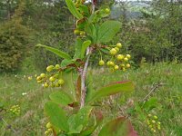 Berberis vulgaris 17, Zuurbes, Saxifraga-Hans Hogenhuis