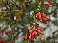 Berberis vulgaris 1, Zuurbes, Saxifraga-Jan van der Straaten