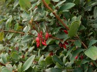 Berberis vulgaris 11, Zuurbes, Saxifraga-Peter Meininger