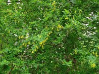 Berberis vulgaris 12, Zuurbes, Saxifraga-Hans Hogenhuis