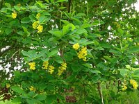 Berberis vulgaris 13, Zuurbes, Saxifraga-Hans Hogenhuis