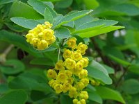 Berberis vulgaris 14, Zuurbes, Saxifraga-Hans Hogenhuis