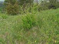 Berberis vulgaris 15, Zuurbes, Saxifraga-Hans Hogenhuis