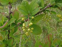 Berberis vulgaris 18, Zuurbes, Saxifraga-Hans Hogenhuis