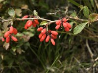 Berberis vulgaris 2, Zuurbes, Saxifraga-Jan van der Straaten