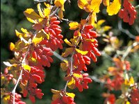 Berberis vulgaris 3, Zuurbes, Saxifraga-Piet Zomerdijk