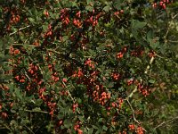 Berberis vulgaris 5, Zuurbes, Saxifraga-Jan van der Straaten