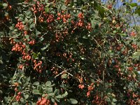 Berberis vulgaris 6, Zuurbes, Saxifraga-Jan van der Straaten