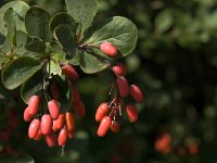 Berberis vulgaris 7, Zuurbes, Saxifraga-Jan van der Straaten