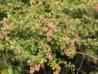 Berberis vulgaris 8, Zuurbes, Saxifraga-Peter Meininger