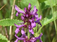 Betonica officinalis 27, Betonie, Saxifraga-Sonja Bouwman