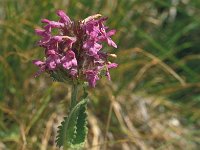 Betonica officinalis 29, Betonie, Saxifraga-Jan van der Straaten