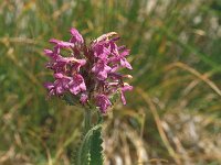 Betonica officinalis 30, Betonie, Saxifraga-Jan van der Straaten