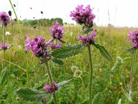 Betonica officinalis 34, Betonie, Saxifraga-Hans Grotenhuis