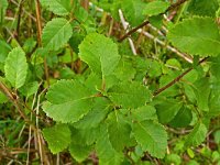 Betula humilis