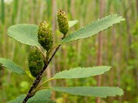 Betula humilis 2, Saxifraga-Hans Grotenhuis