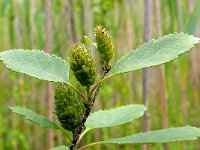 Betula humilis 3, Saxifraga-Hans Grotenhuis