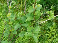 Betula humilis 4, Saxifraga-Hans Grotenhuis