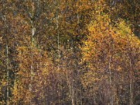 Betula pendula 44, Ruwe berk, Saxifraga-Mark Zekhuis