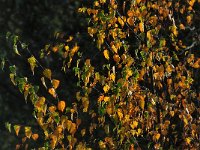 Betula pendula 45, Ruwe berk, Saxifraga-Mark Zekhuis