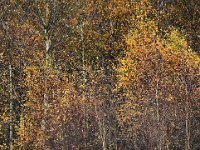 Betula pendula 46, Ruwe berk, Saxifraga-Hans Dekker