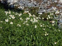 Bidens aurea 6, Saxifraga-Ed Stikvoort