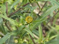 Bidens cernua 16, Knikkend tandzaad, Saxifraga-Willem van Kruijsbergen