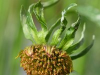 Bidens cernua 18, Knikkend tandzaad, Saxifraga-Sonja Bouwman